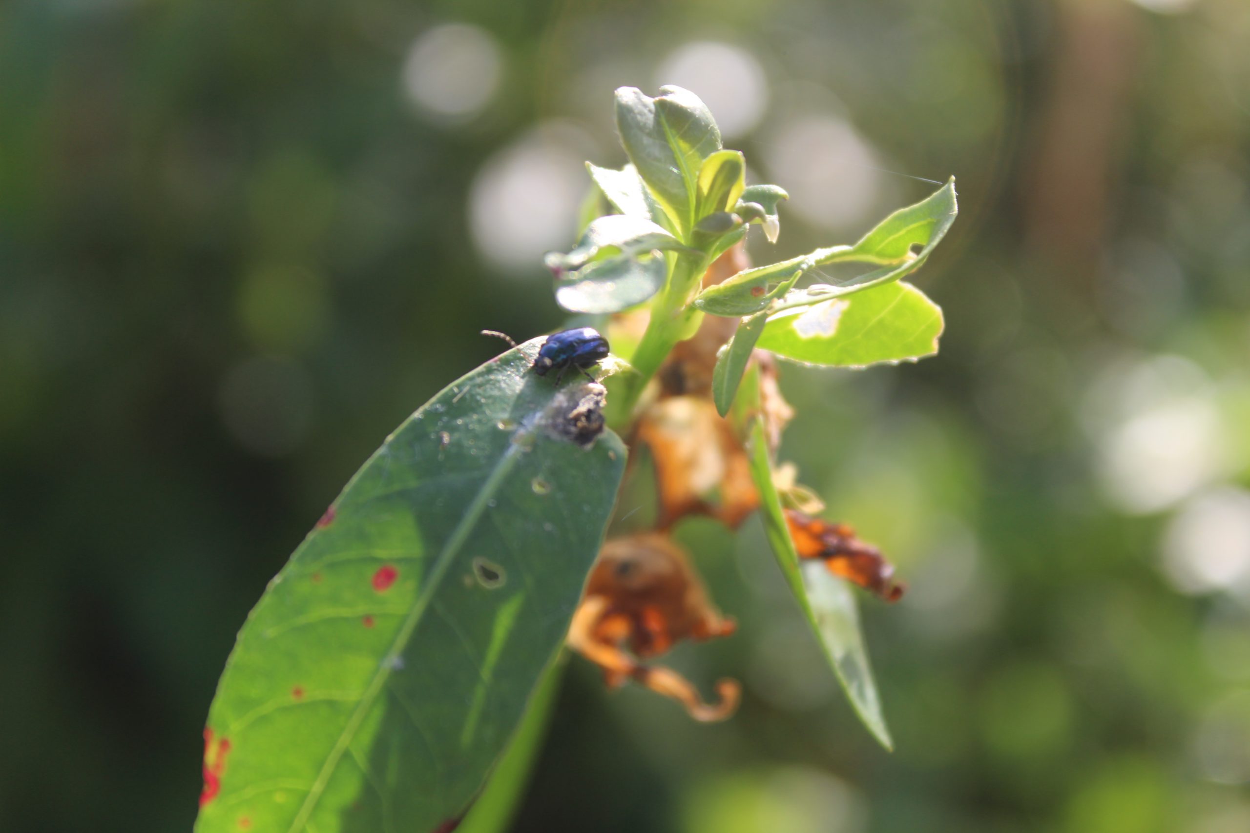 pelatihan eco office